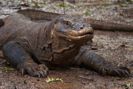 Komodo Dragon Island  Tours 2D/1N