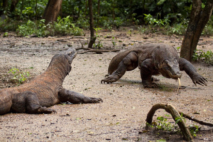 komodo adventure tours