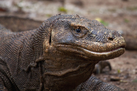 komodo dragon village 4Days/3Nights