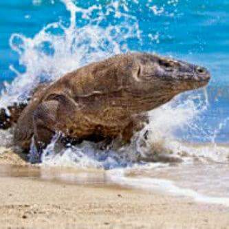 Komodo Dragon with  pink beach