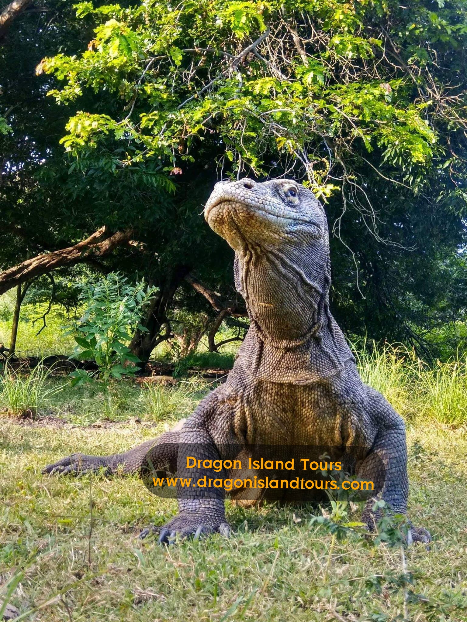 Komodo Dragon Rinca  Tours 2D/1N