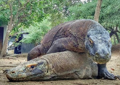 Komodo Flores Experience Tour 6D5N Komodo Flores Experience Tour 6D5N